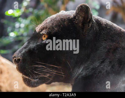 Vista ravvicinata di un giaguaro nero (Panthera onca) Foto Stock