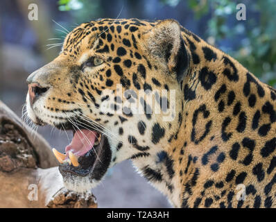 Vista ravvicinata di una Jaguar (Panthera onca) Foto Stock