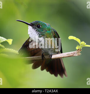 Hummingbird bianco-chested Smeraldo (Amazilia brevirostris) - Asa Wright Centro Natura, Trinidad Foto Stock
