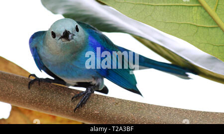Vista frontale di un colore blu-grigio Tanager (Thraupis episcopus), Tobago Foto Stock