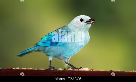 Vista ravvicinata di un colore blu-grigio Tanager (Thraupis episcopus), Tobago Foto Stock