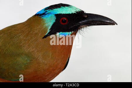 Blu-crowned Motmot (Momotus momota) - Tobago riserva forestale Foto Stock