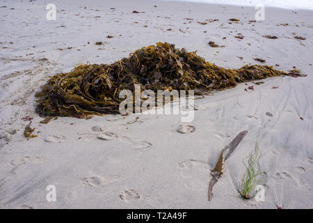 Le alghe lavaggi a terra sulla costa ovest dritto fuori dell'Oceano Pacifico in una sera d'estate. Foto Stock