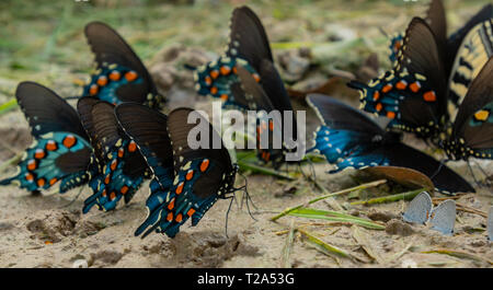 Gruppo di farfalle alimentazione sulla superficie del terreno Foto Stock