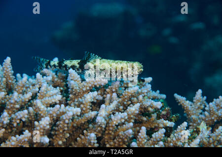 Variegato, lizardfish Synodus dermatogenys, appollaiato su staghorn coral, Mar Rosso, Egitto Foto Stock
