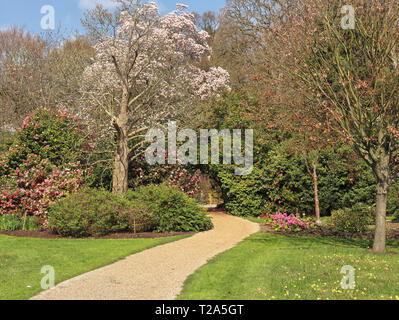 Primavera in un giardino inglese con la Magnolia e camelia Foto Stock