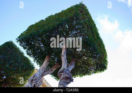 Alberi quadrati tagliati Foto Stock