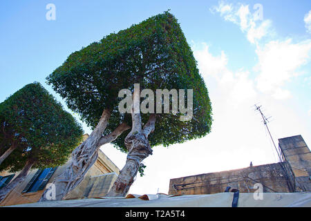 Alberi quadrati tagliati Foto Stock