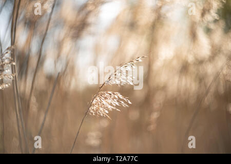 Canna di palude (Phragmites australis), reedbed, WWT Martin Mere, Lancashire, Regno Unito Foto Stock