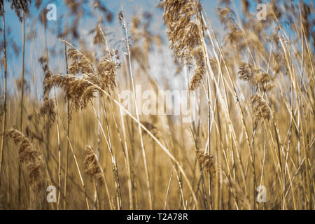 Canna di palude (Phragmites australis), reedbed, WWT Martin Mere, Lancashire, Regno Unito Foto Stock