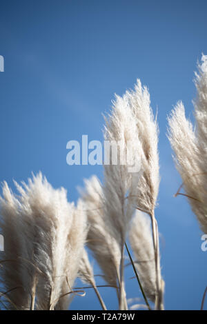 Pampass erba, impianto, contro un cielo blu Foto Stock