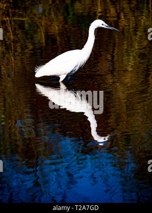 Garzetta (Egretta garzetta) la pesca in un lago Foto Stock