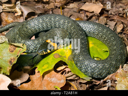 Esso viene riscaldato su foglie secche in autunno. Natrix natrix. Bryophyta. Foto Stock