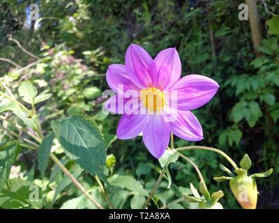 Flor que hace en las orillas de rios de onu pueblo de Guatemala quetzaltenango, cajola onu municipio donde nace el rios samala florece por tempradass Foto Stock