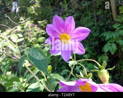 Flor que hace en las orillas de rios de onu pueblo de Guatemala quetzaltenango, cajola onu municipio donde nace el rios samala florece por tempradass Foto Stock