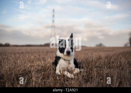 Border Collie rilassante per un campo Foto Stock