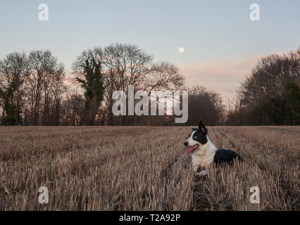 Blue Moon - Blu il Border Collie con la luna nel cielo Foto Stock