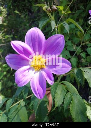 Flor que hace en las orillas de rios de onu pueblo de Guatemala quetzaltenango, cajola onu municipio donde nace el rios samala florece por tempradass Foto Stock