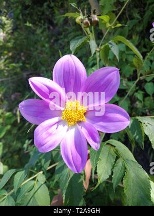 Flor que hace en las orillas de rios de onu pueblo de Guatemala quetzaltenango, cajola onu municipio donde nace el rios samala florece por tempradass Foto Stock