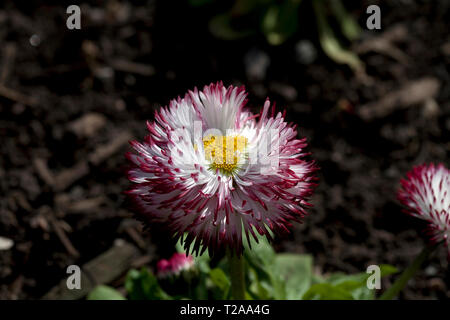 Bellis perennis 'pomponette' bicolor Foto Stock