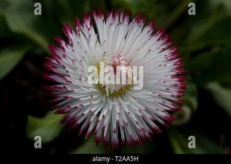 Bellis Perennis 'Pomponette' bicolor Foto Stock