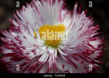 Bellis Perennis 'Pomponette' bicolor Foto Stock