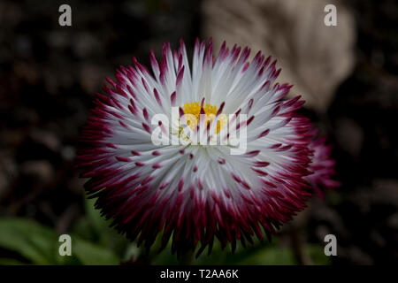 Bellis Perennis 'Pomponette' bicolor Foto Stock