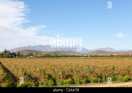 Scenic paesaggio di vigneti in Robertson Wine Valley, Western Cape Winelands, Route 62, Sud Africa, con il Langeberg Mountains Foto Stock