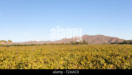 Scenic panorama di vigneti in Robertson Wine Valley, Western Cape Winelands, Route 62, Sud Africa, Foto Stock