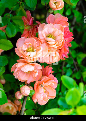 Rosa corallo, inizio primavera semi fiori doppi del giapponese ornamentali mela cotogna, Chaenomeles x speciosa "Geisha Girl' Foto Stock