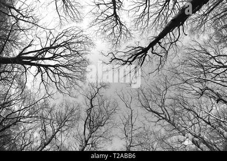 Alberi sfrondato girato in bianco e nero attraverso una lente fish-eye in Kent, Inghilterra. Foto Stock