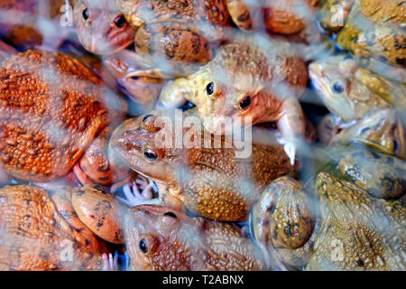 KATA - rane in un cesto al Kata mercato. Le rane sono considerati una prelibatezza da gente del posto. Foto Stock