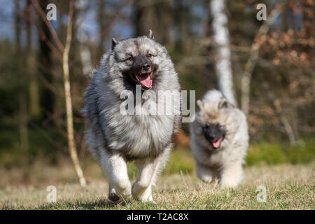 Wolfsspitz (Keeshond) cani in esecuzione Foto Stock
