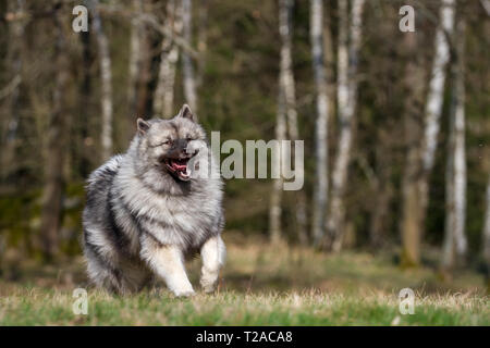 Esecuzione Wolfsspitz (Keeshond) cane femmina Foto Stock