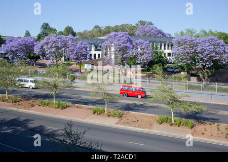 Alberi di Jacaranda di Hyde Park, Johannesburg, Sud Africa Foto Stock