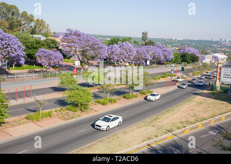 Alberi di Jacaranda di Hyde Park, Johannesburg, Sud Africa Foto Stock