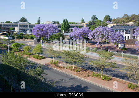 Alberi di Jacaranda di Hyde Park, Johannesburg, Sud Africa Foto Stock