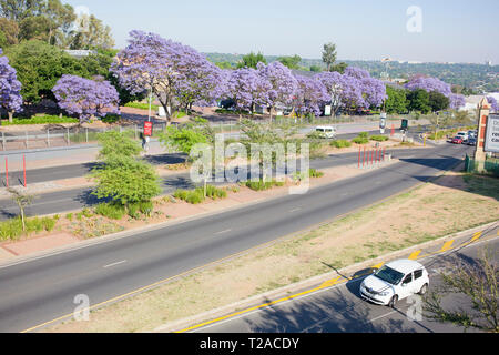 Alberi di Jacaranda di Hyde Park, Johannesburg, Sud Africa Foto Stock