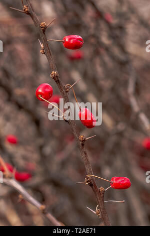 Rosso di bacche commestibili del famoso arbusto del Parlamento Crespino sul fico d'india rami con spine nel bosco d'inverno. Foto Stock