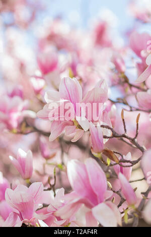 Rosa fiori di magnolia in piena fioritura sul ramo di albero con cielo blu in background Foto Stock
