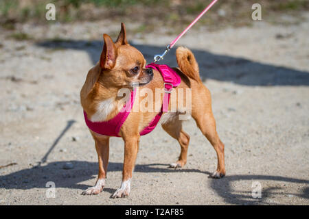 Chihuahua passeggiate in un parco con un cavo rosa Foto Stock