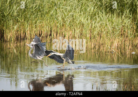 Riserva naturale Marizion Cornovaglia Foto Stock