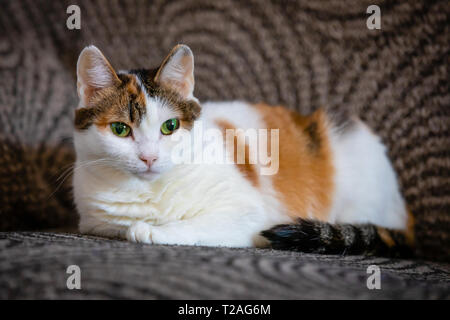 Carino tricolore Gatto sdraiato sul divano di casa Foto Stock