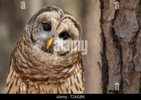 Un curioso sbarrate owl. Foto Stock