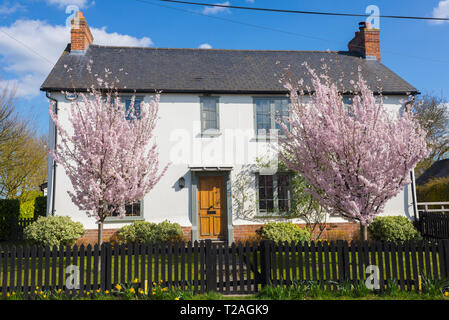 White country house con due alberi di ciliegio pieno di boccioli rosa nel giardino anteriore in Inghilterra, Regno Unito Foto Stock