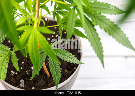 Close up di vasi di piante di cannabis in crescita in mezzo del terreno per la Marijuana Medica Agricoltura Foto Stock