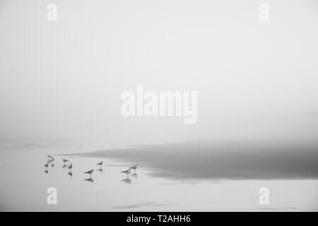 Gabbiani sulla misty Kure Beach in North Carolina, STATI UNITI D'AMERICA Foto Stock