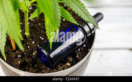 Bottiglia con olio di CBD accanto a vasi di pianta di Cannabis crescere in terreno la marijuana medica Agricoltura Foto Stock