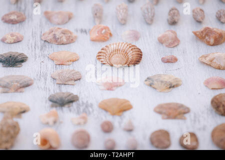 Varietà di conchiglie sulla superficie bianca Foto Stock