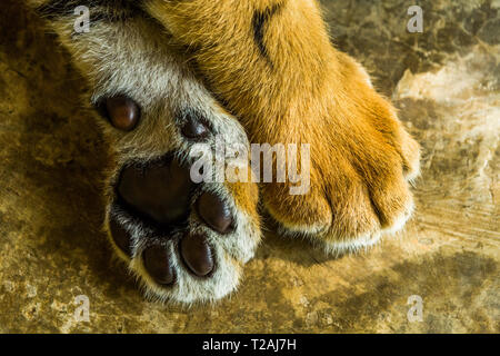 Tiger cub's zampe Foto Stock